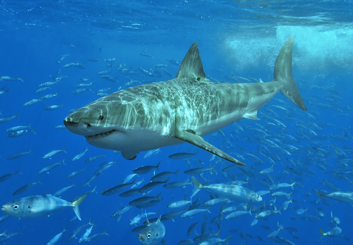 Cá mập trắng lớn ở Isla Guadalupe, Mexico, tháng 8 năm 2006