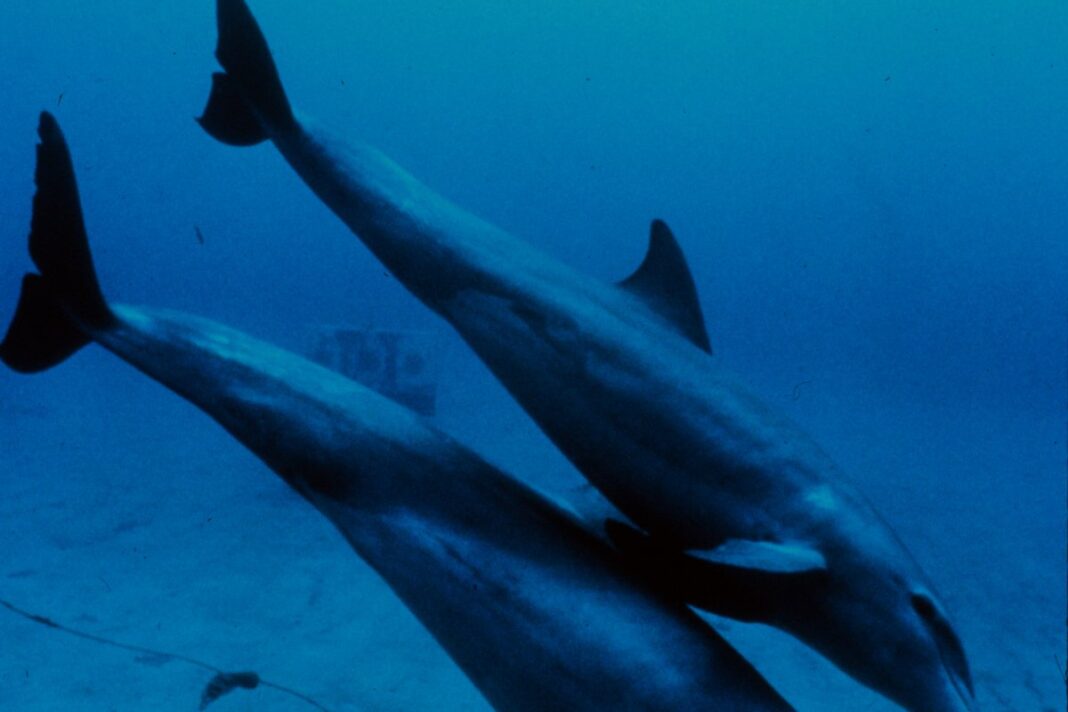 Ca heo mui chai (Tursiops truncatus) boi trong tu nhien