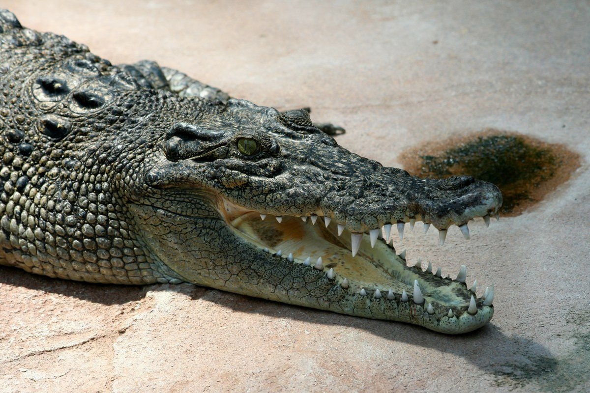 Cá sấu nước mặn (Crocodylus porosus) trong môi trường tự nhiên