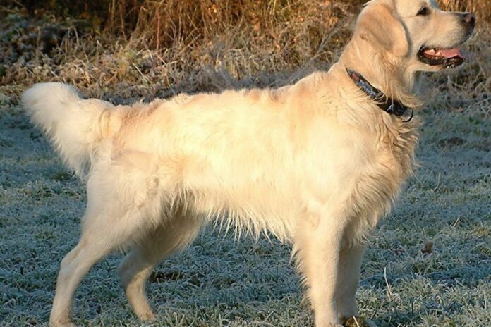 Chó Golden Retriever với bộ lông vàng đặc trưng