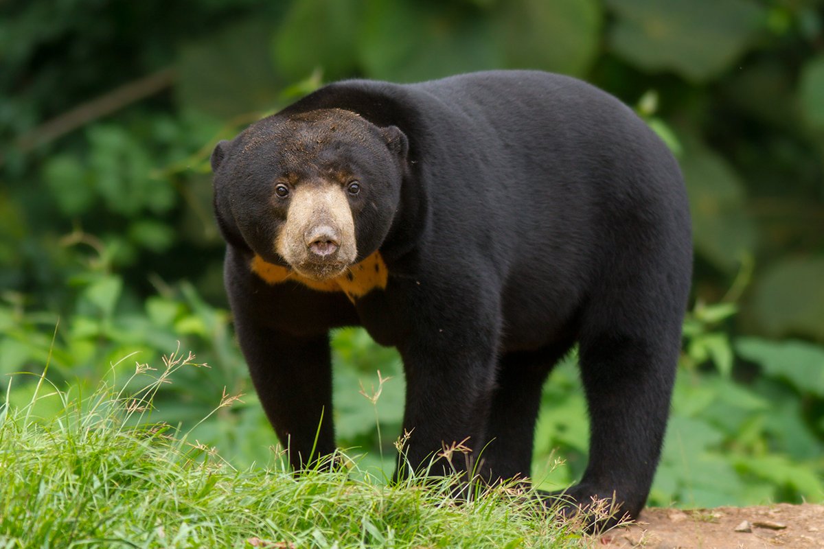 Gấu chó (Helarctos malayanus) trong môi trường tự nhiên