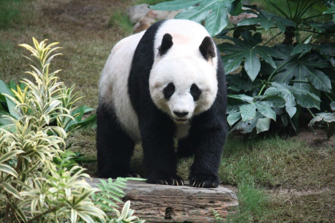 Gấu trúc khổng lồ (Ailuropoda melanoleuca) đang ăn tre