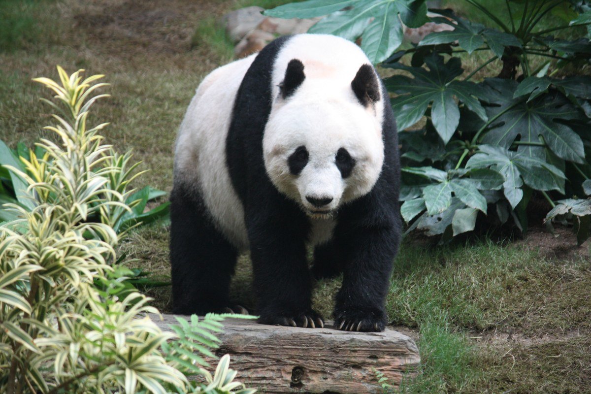 Gấu trúc khổng lồ (Ailuropoda melanoleuca) đang ăn tre