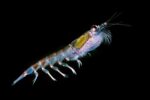 Krill Nam Cực: Hành trình lột xác dưới lớp băng và sứ mệnh nuôi sống đại dương