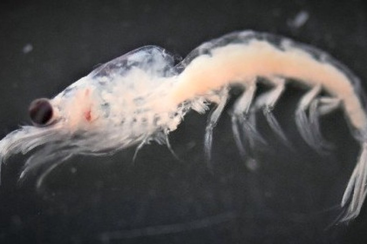 Euphausia Crystallorophias