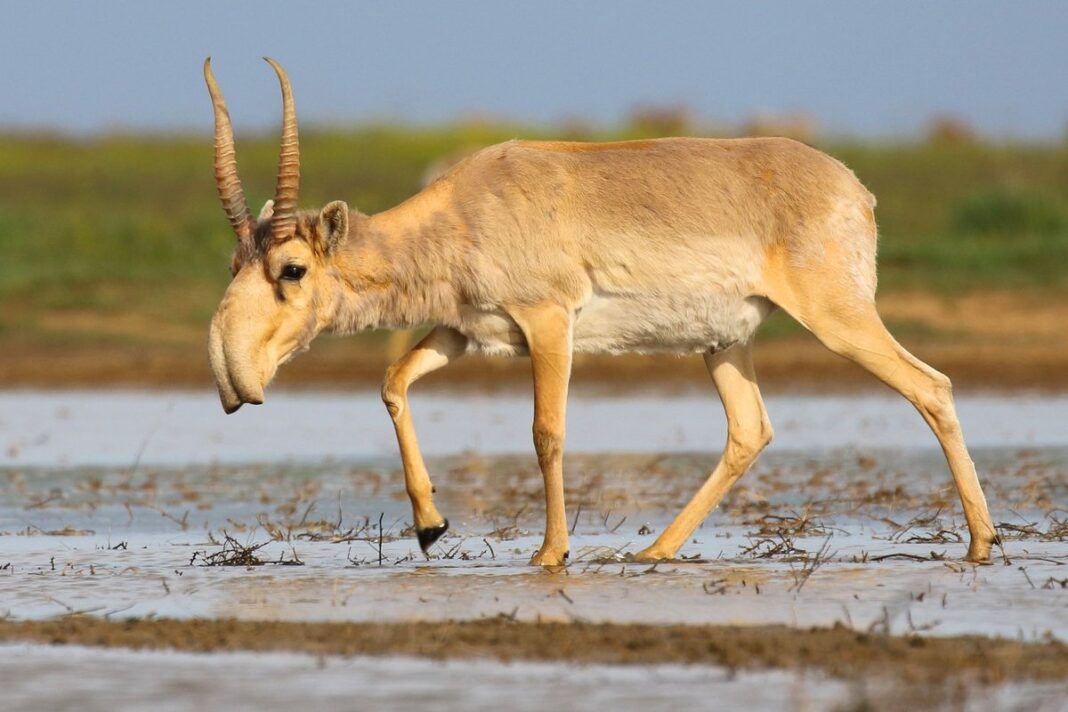 Linh duong Saiga (Saiga tatarica) tai khu bao ton Stepnoi