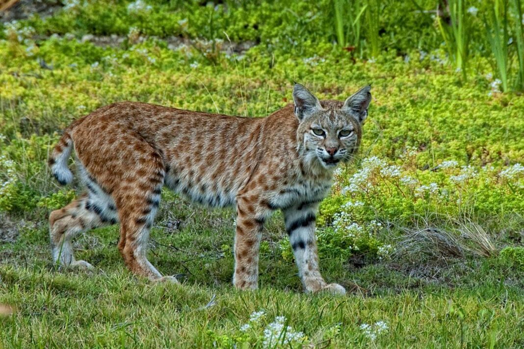 Linh Miêu Đuôi Cộc Linh miêu California, Lynx rufus, Bill Wight, Rancho Cucamonga, CA USA