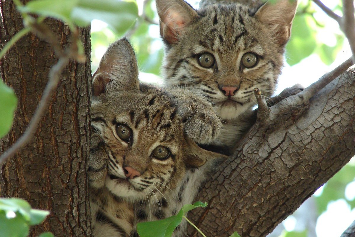 Linh Miêu Đuôi Cộc Mèo con linh miêu (Lynx rufus) ở Bắc Texas