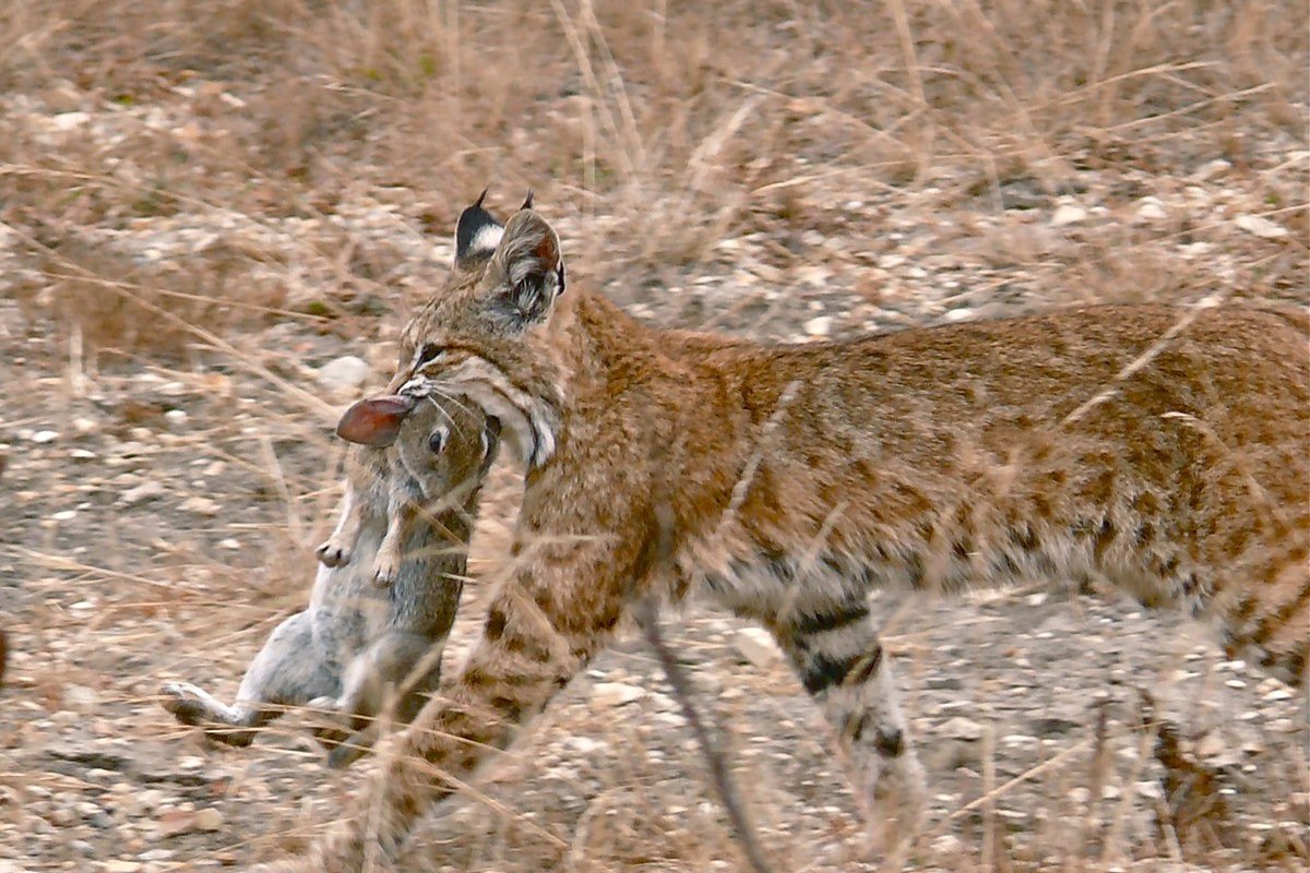 Linh Miêu Đuôi Cộc Lynx rufus, Công viên bang Montana Golden, California