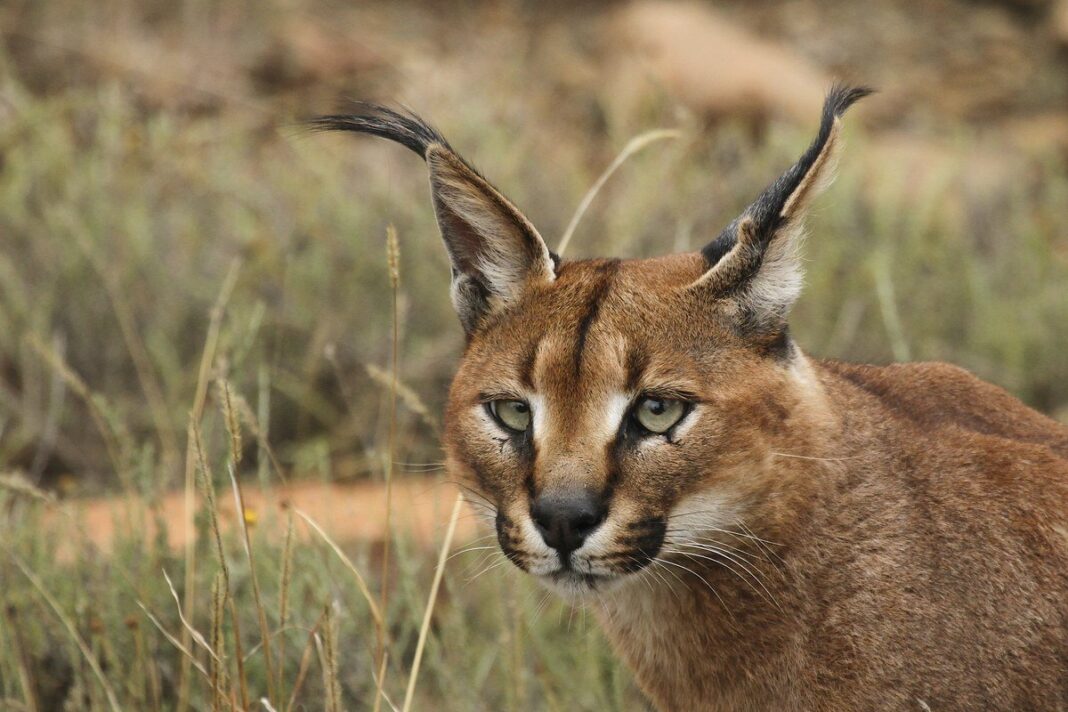 Linh Miêu Tai Đen Caracal ở Công viên ngựa vằn núi, Eastern Cape, Nam Phi