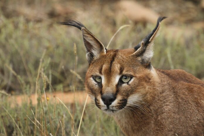 Linh Miêu Tai Đen Caracal ở Công viên ngựa vằn núi, Eastern Cape, Nam Phi