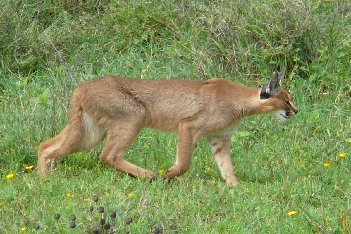 Linh Miêu Tai Đen Caracal Caracal Bức ảnh này được Nick và Melissa Baker chụp vào tháng 1 năm 2007 ở Serengeti