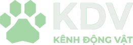 Kênh Động Vật