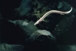 Manh giông — Sự thật về loài "rồng con" sống cả thế kỷ không già