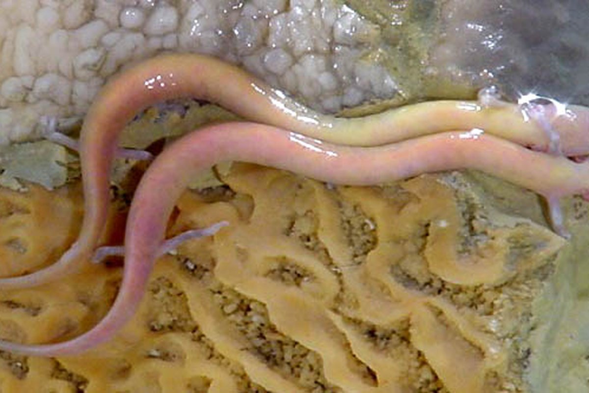 Hai con olms (Proteus anguinus) và Hang Postojna, Slovenia.