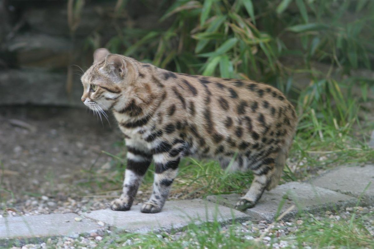 Một con mèo chân đen (Felis nigripes) ở vườn thú Wuppertal