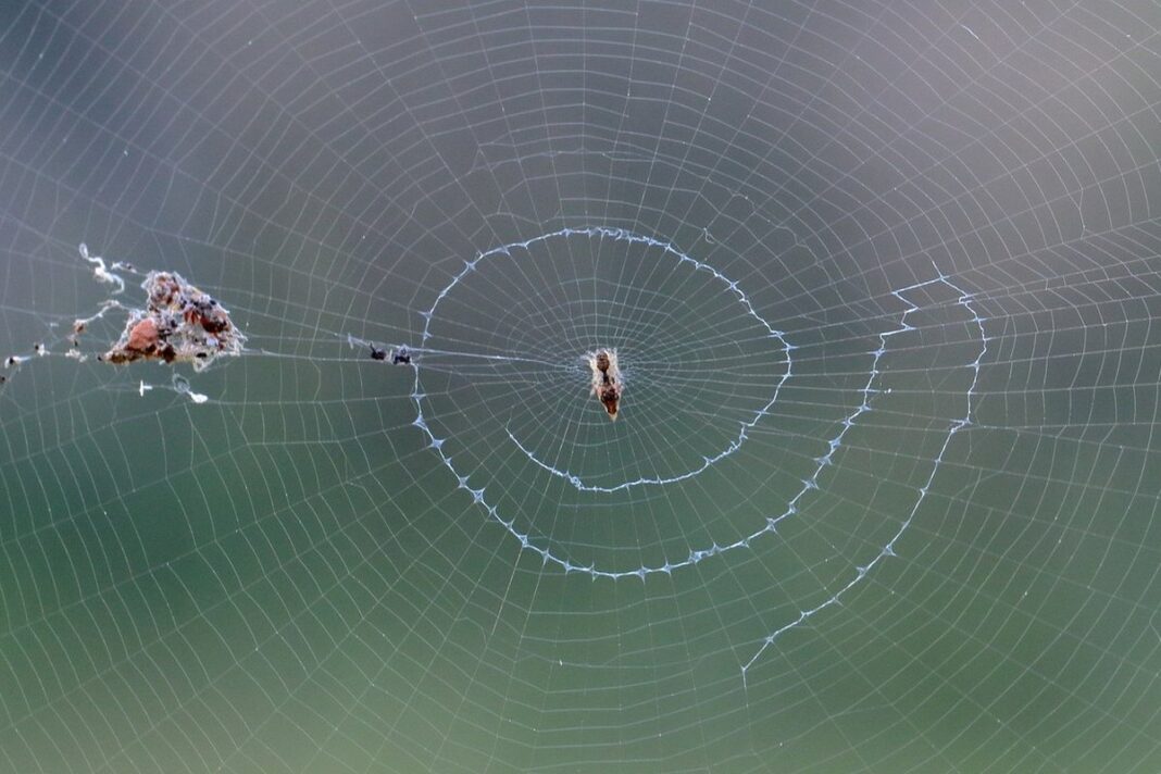 Loài nhện Cyclosa và lớp trang trí mạng stabilimentum ở bắc Queensland, Australia