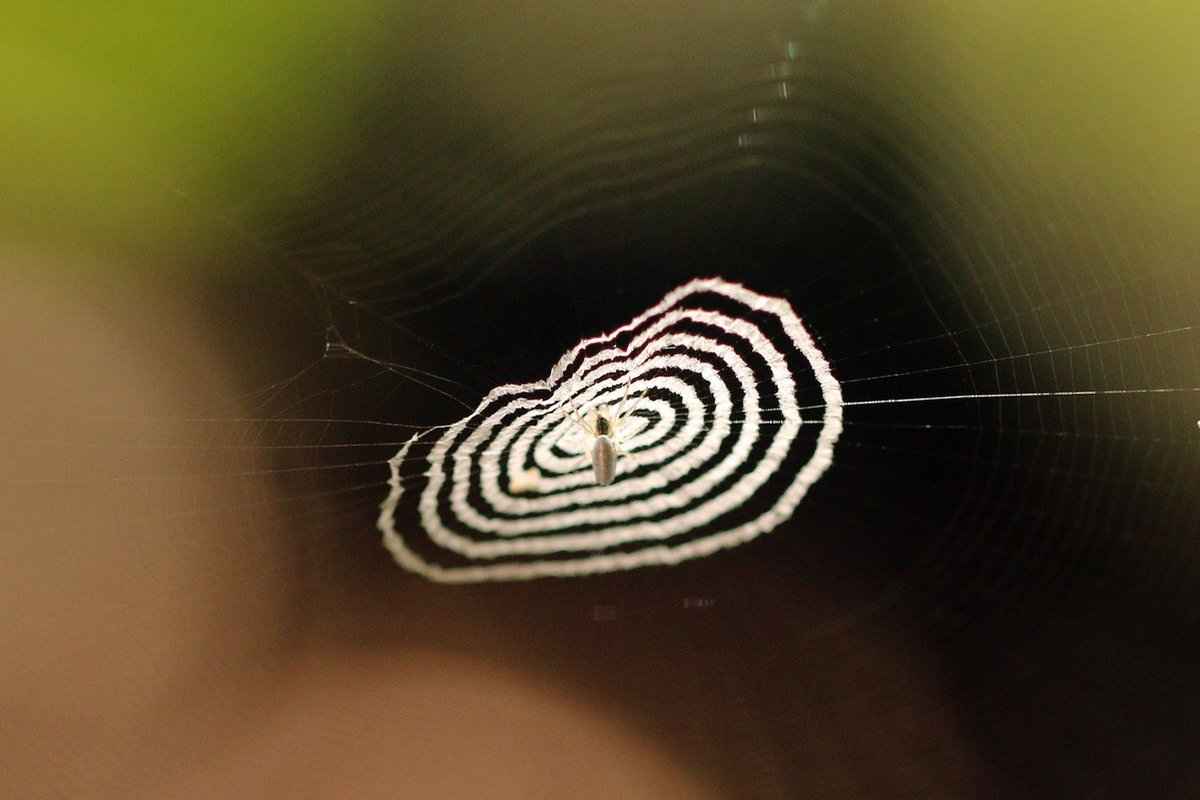 Nhện Cyclosa insulana, Sabah, Borneo