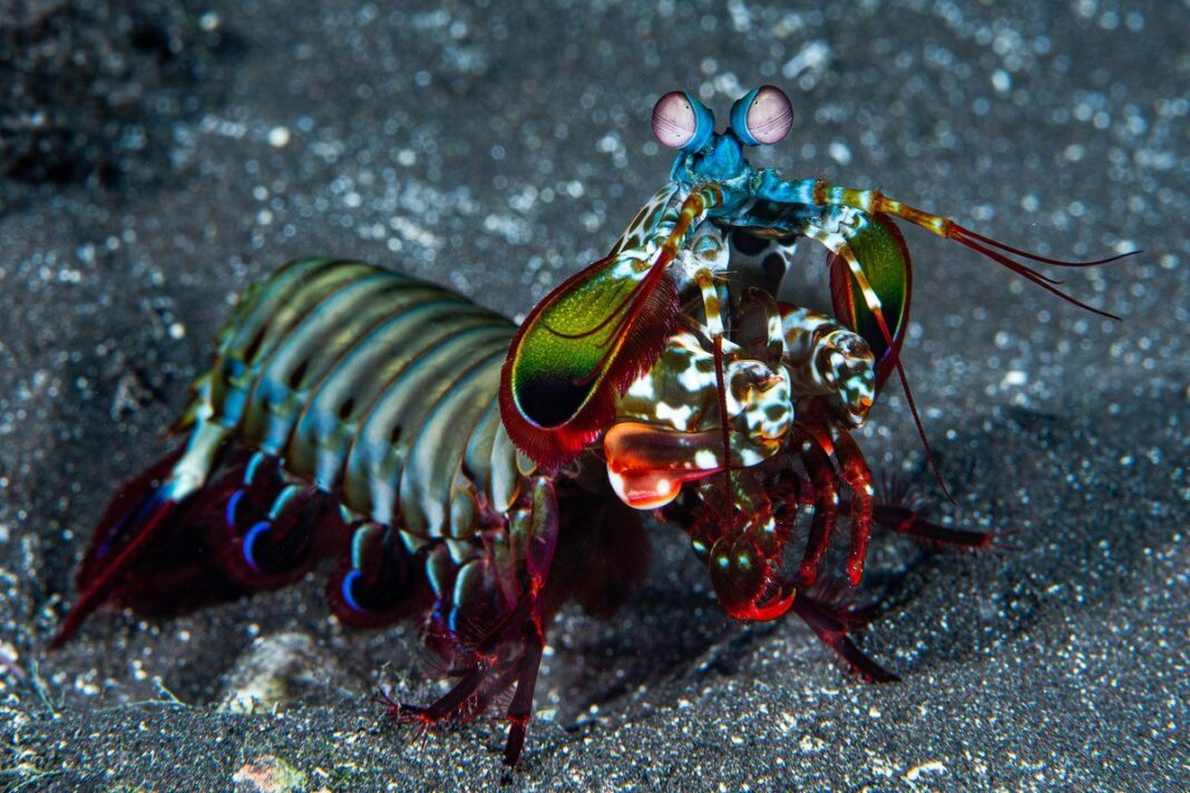 Tôm tít công - Odontodactylus scyllarus tạin la Réunion (biển phía tây Ấn Độ).