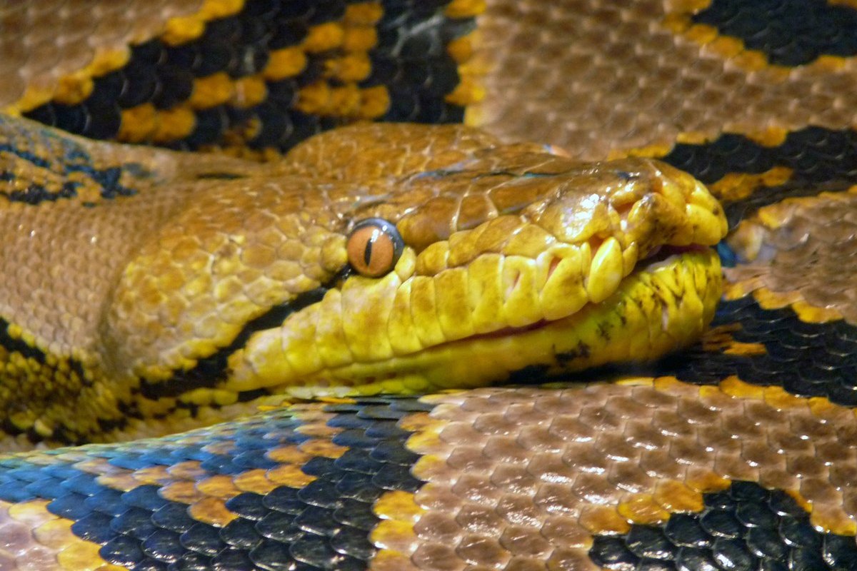 Trăn Python (Python reticulatus) — loài trăn dài nhất thế giới