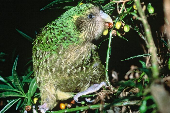 vẹt Kākāpō
