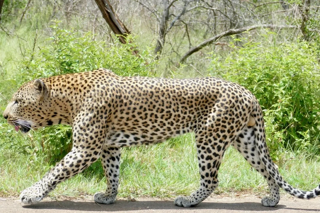 Báo Hoa Mai ở VQG Kruger, Mpumalanga, NAM PHI