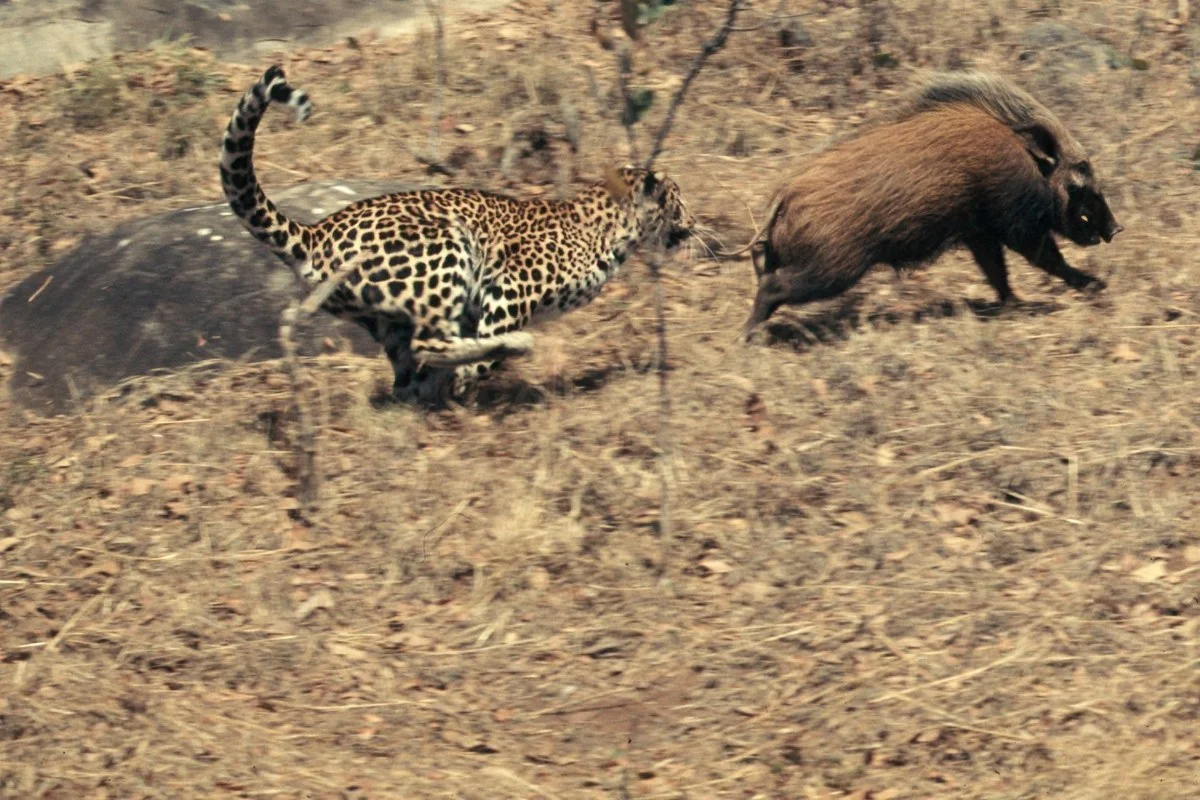 Panthera pardus đang săn mồi