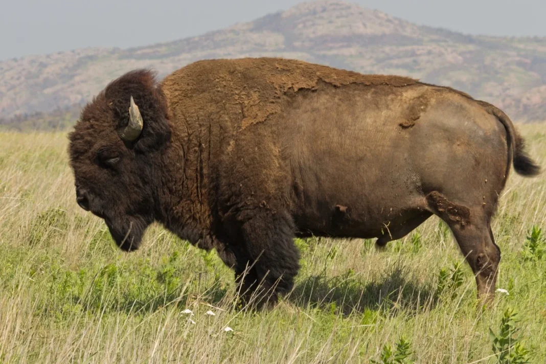 Bò rừng bison tại Khu bảo tồn động vật hoang dã núi Wichita ở Oklahoma.