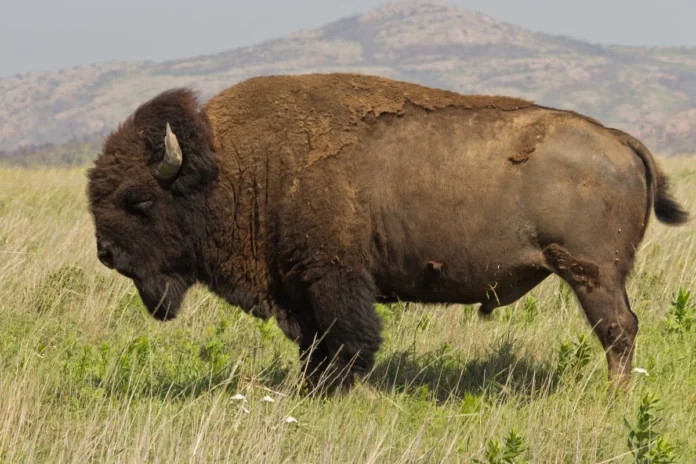 Bò rừng bison tại Khu bảo tồn động vật hoang dã núi Wichita ở Oklahoma.