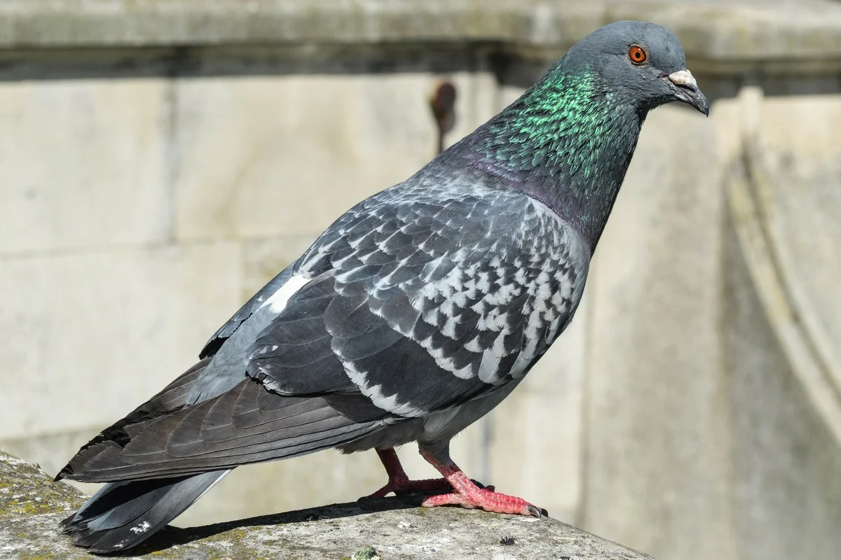 Bồ câu đá
