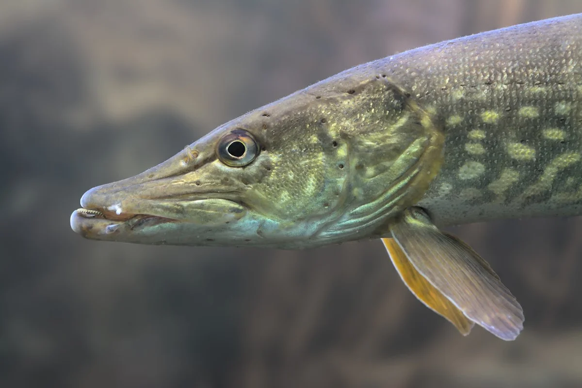 Esox lucius - Brochet - Cá chó phương Bắc