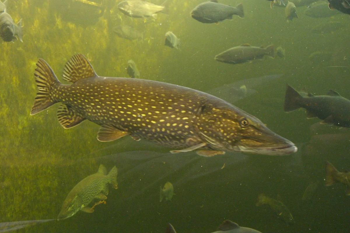 Cá chó châu Âu (Esox lucius), Maretarium Kotka (Phần Lan) / Cá chó phương Bắc (Esox lucius), Maretarium Kotka / Phần Lan;