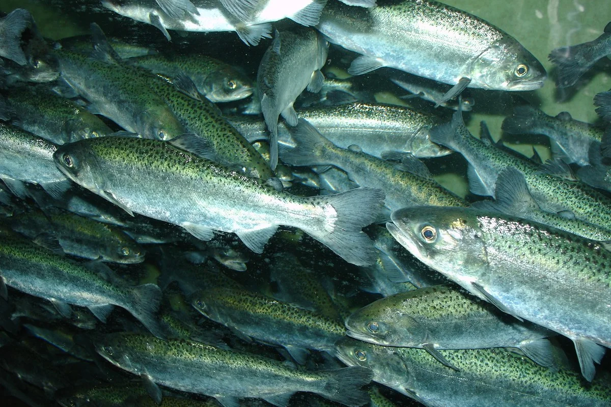 Cá hồi Chinook, Oncorhynchus tshawytscha