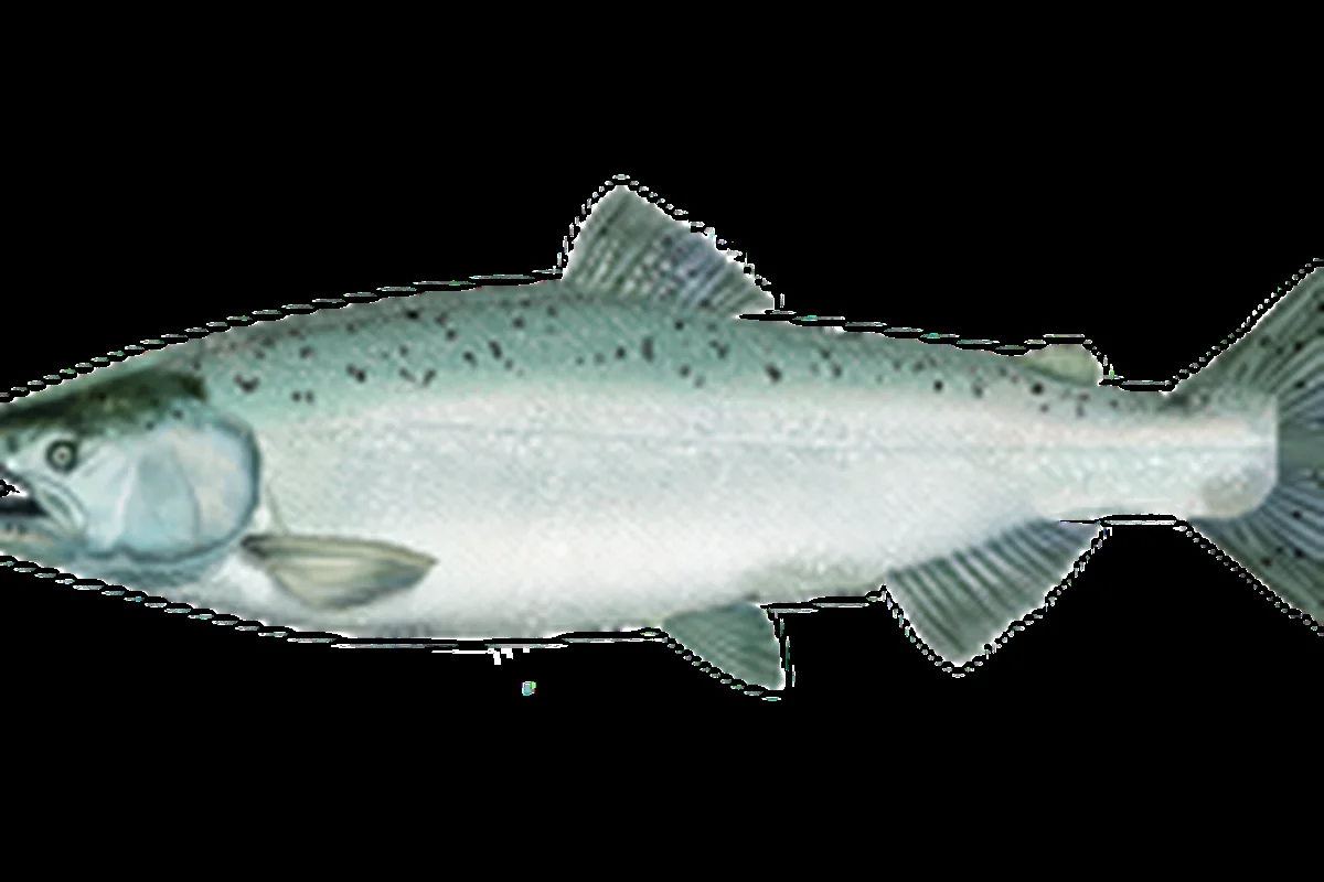 Cá hồi Chinook (còn gọi là cá hồi vua), Oncorhynchus tshawytscha