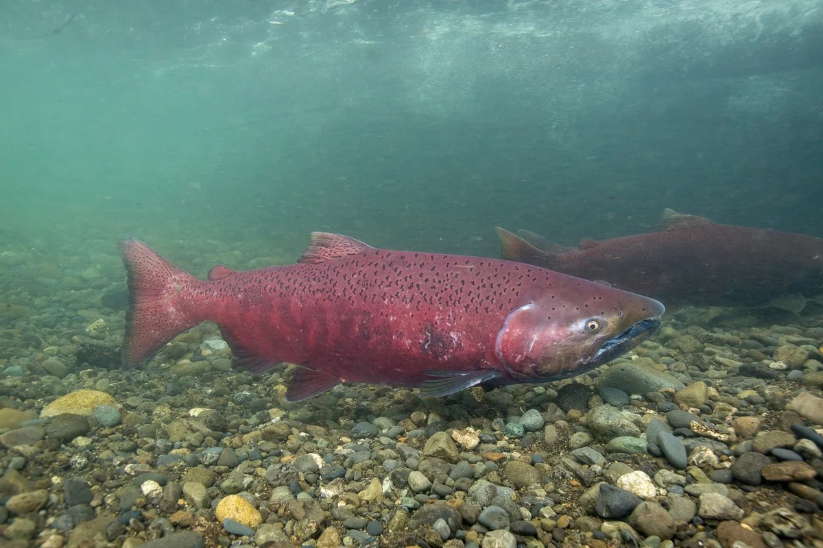 Cá hồi Chinook