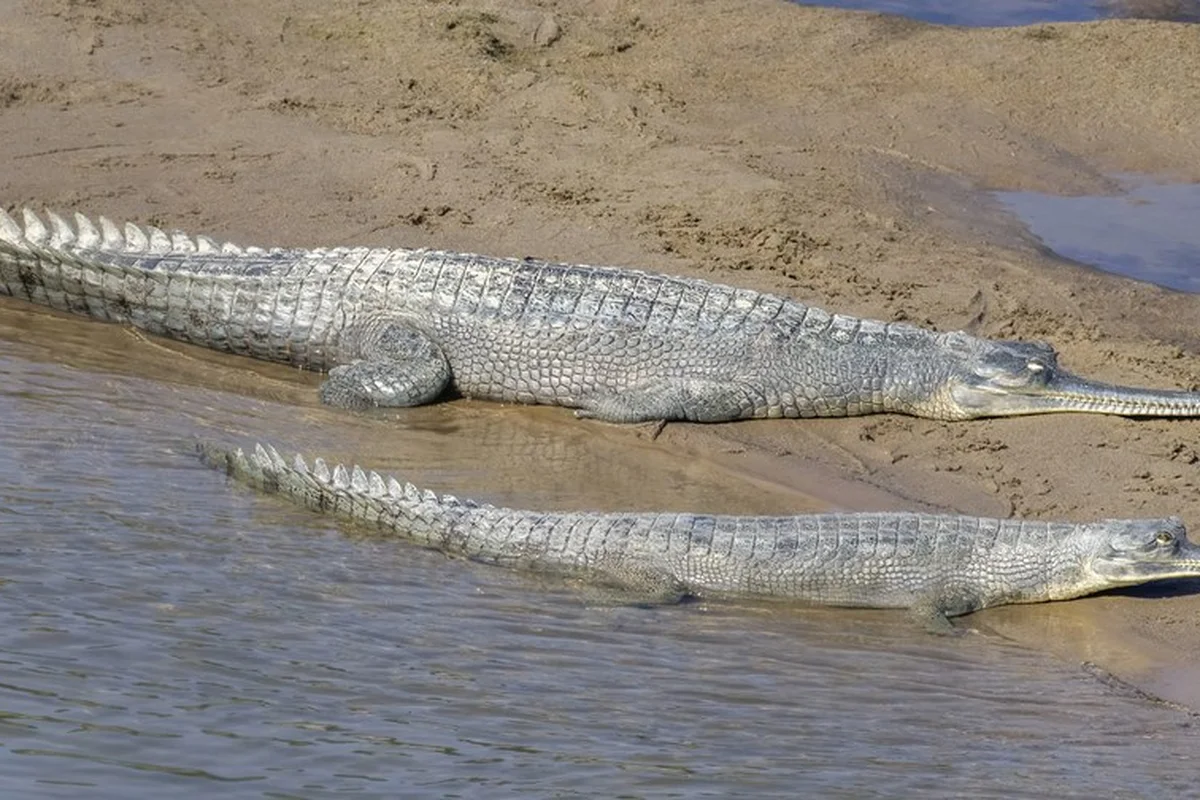 Gharial (Gavialis gangeticus) cái và con non, sông Babai, Vườn quốc gia Bardiya, Nepal
