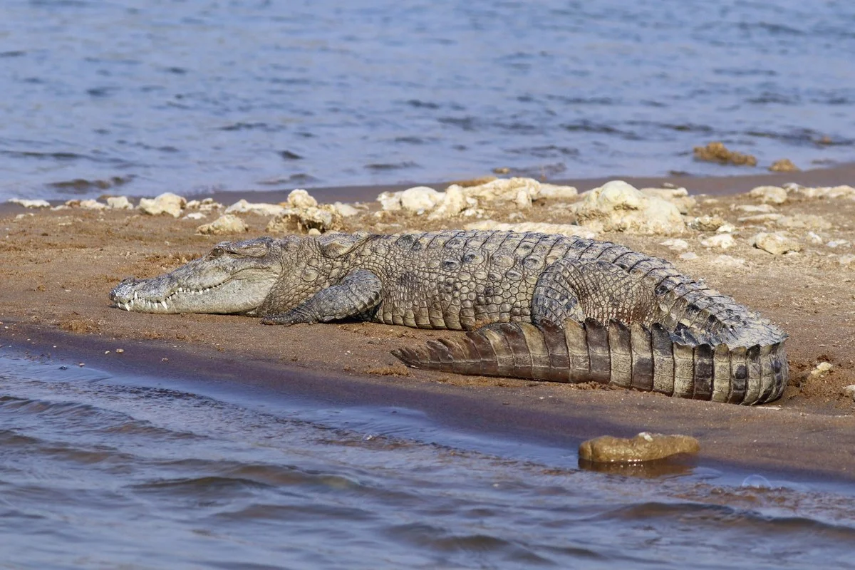 Cá sấu Mugger (Crocodylus palustris), sông Chambal, UP, Ấn Độ