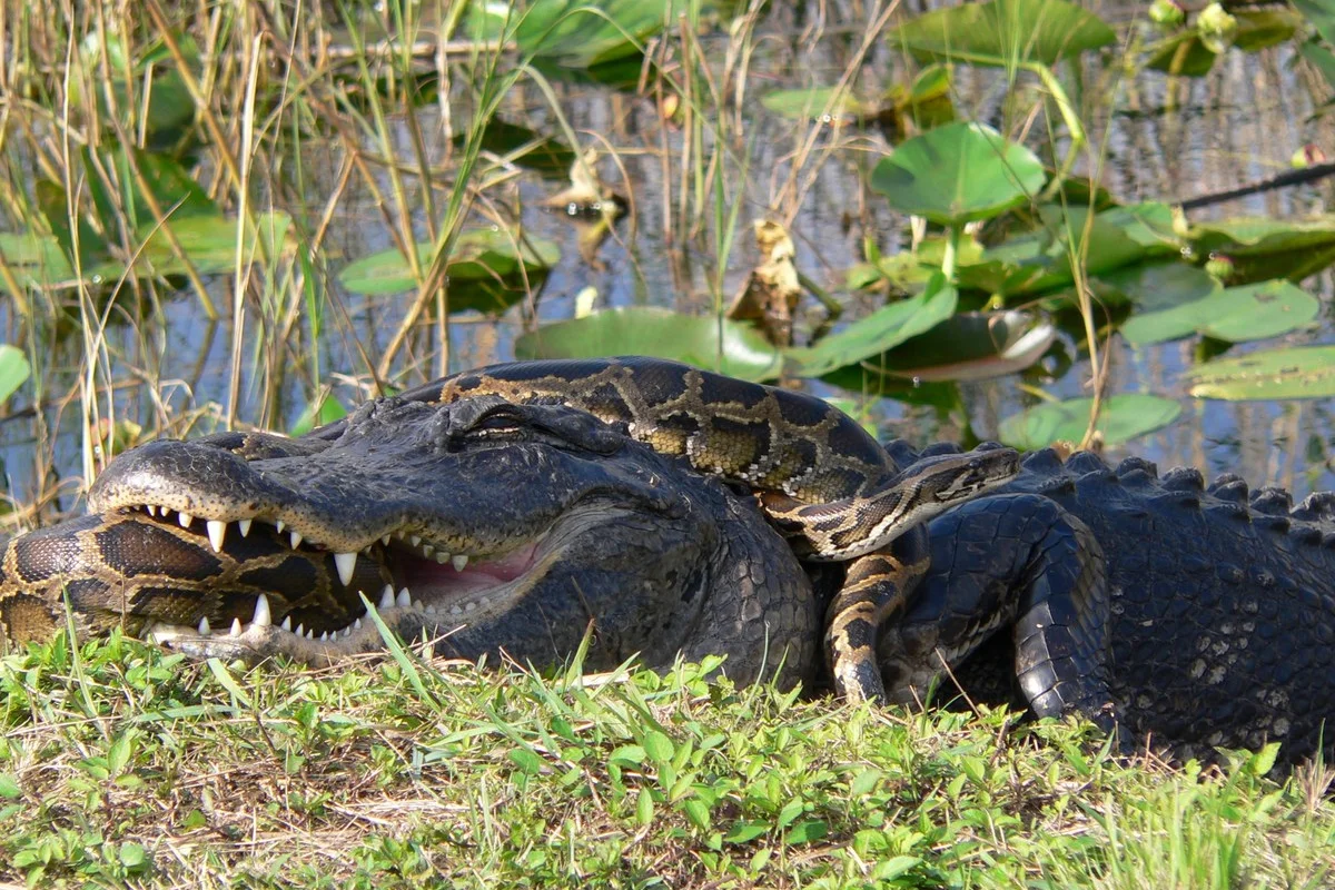 Một con cá sấu Mỹ và một con trăn Miến Điện đang tranh nhau giành ưu thế ở Công viên Quốc gia Everglades.
