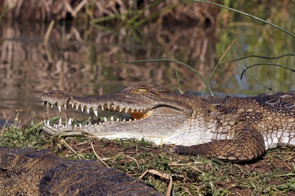 Cá sấu Kenya (Crocodylus niloticus pauciscutatus), Hồ Baringo, Kenya