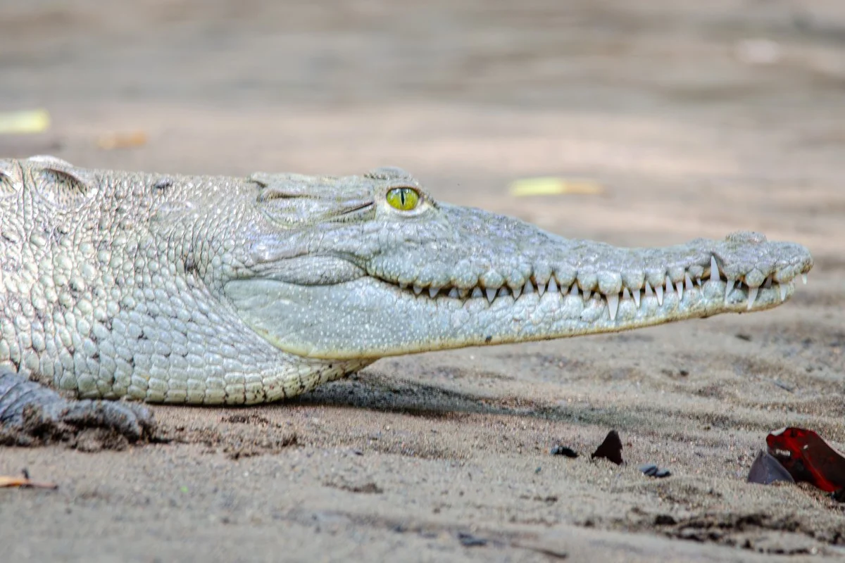 Ảnh Cá sấu Trung Mỹ (không xác định) được tải lên từ iNaturalist.