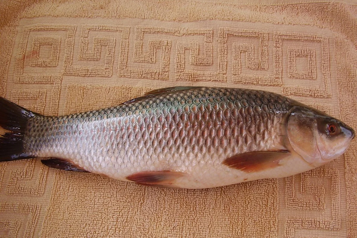 Cá trôi Ấn Độ