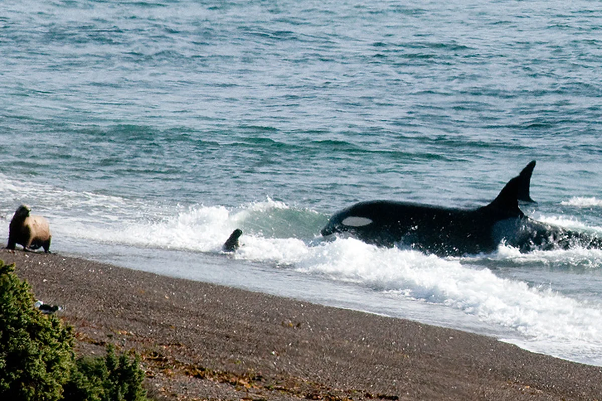 Cá Orca ở bán đảo Punta Norte Valdes