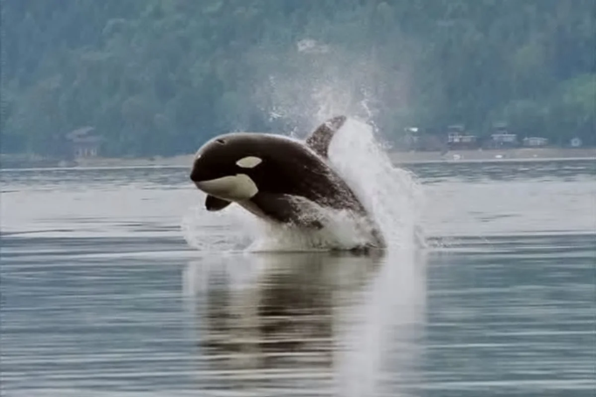 Cá voi sát thủ ở ​​Hood Canal