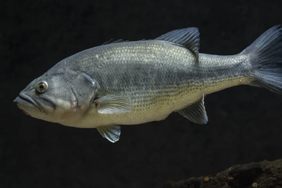 Chụp ảnh tại trại giống cá quốc gia Gavins Point ở Yankton, SD bởi Sam Stukel (USFWS)