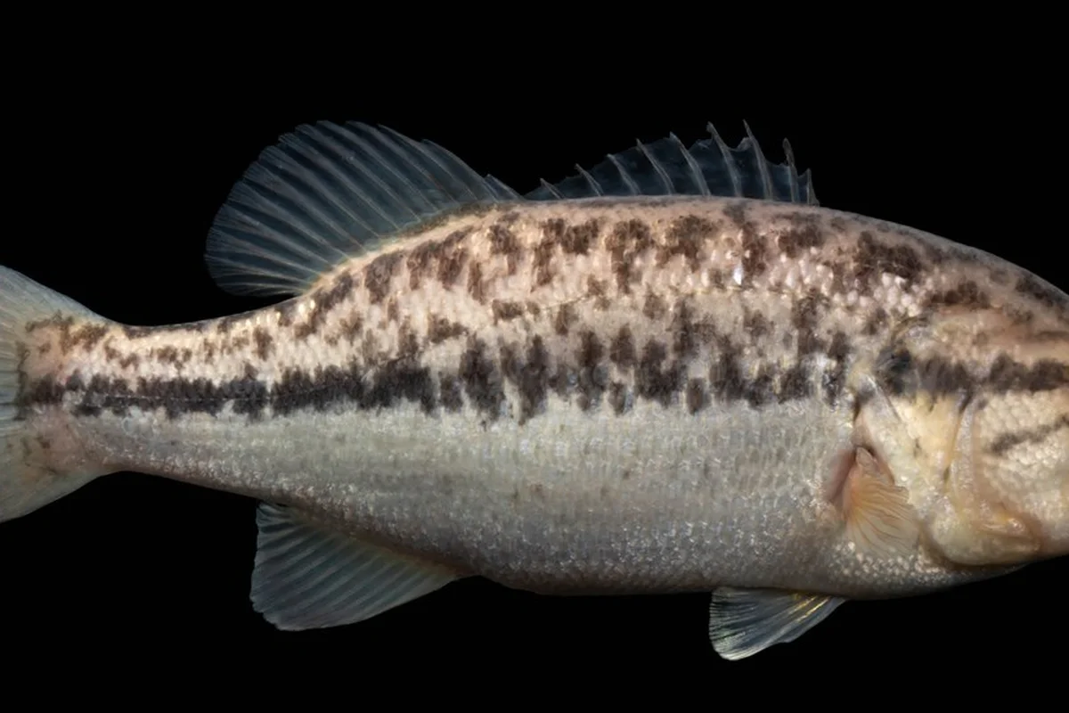 Chụp ảnh tại Trại ấp trứng cá quốc gia Gavins Point ở Yankton, SD bởi Sam Stukel (USFWS).
