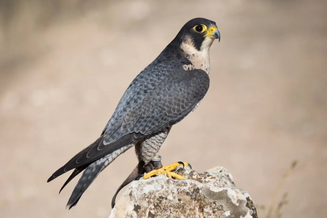 Chim cắt lớn (Falco peregrinus) ở Cộng đồng Madrid, Tây Ban Nha.