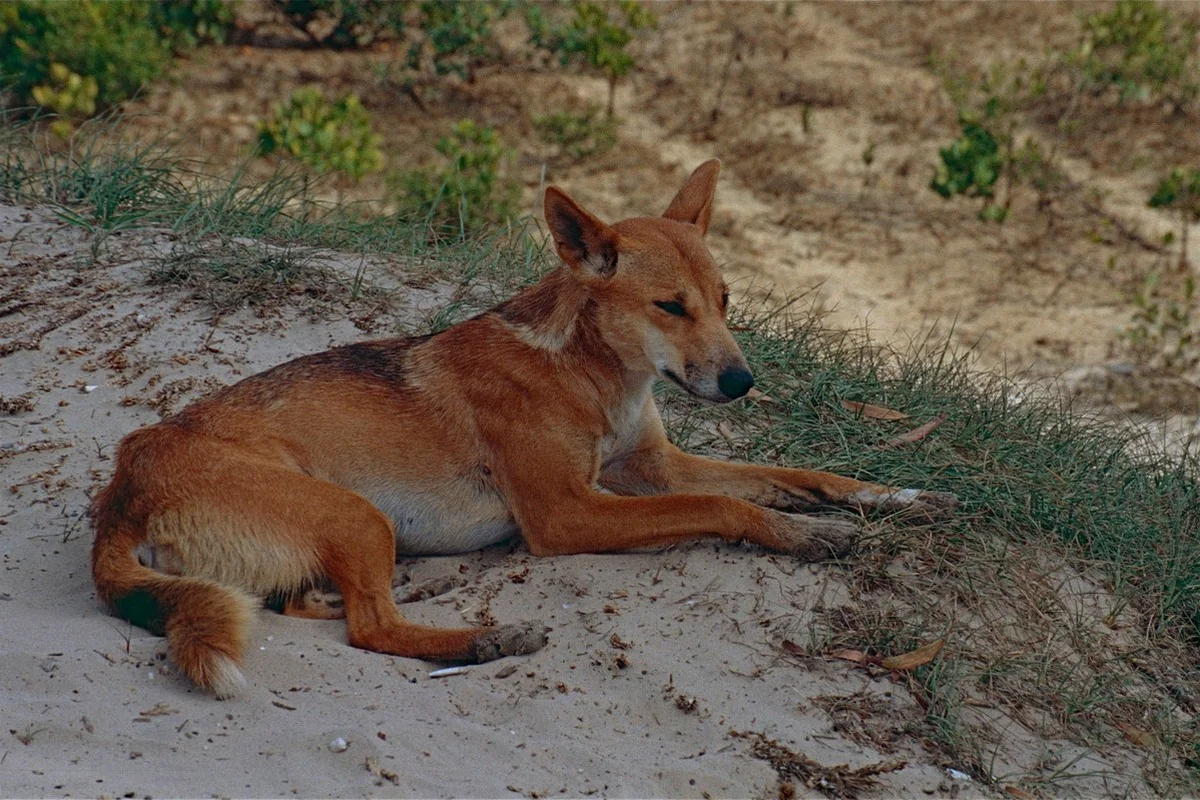 Chó Dingo