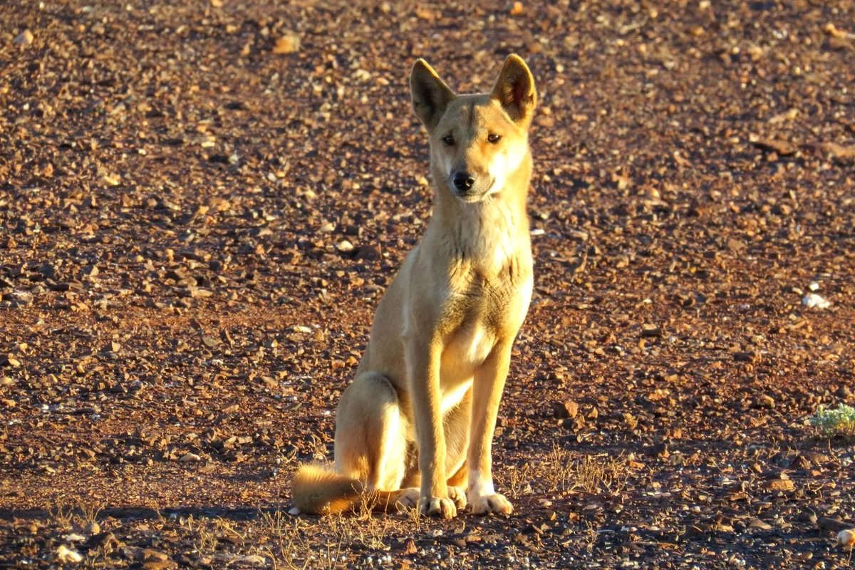 Dingo, Australia's wild dog. This one was loitering around our campsite at 