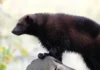 Chồn sói Chồn sói châu Âu (Gulo gulo gulo) tại công viên động vật Sainte-Croix.
