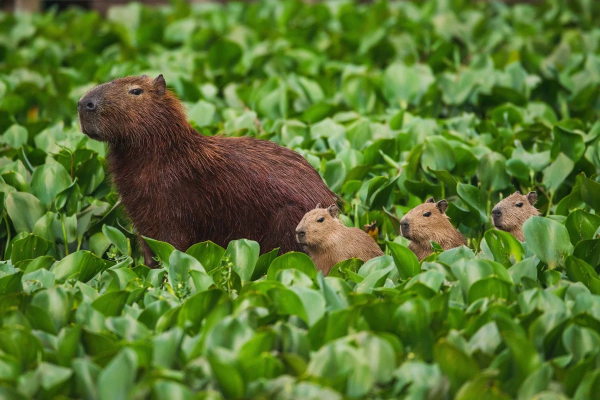 Capybaras (Hydrochoerus hydrochaeris) trong khu bảo tồn sông Tietê ở bang São Paulo, Brazil.